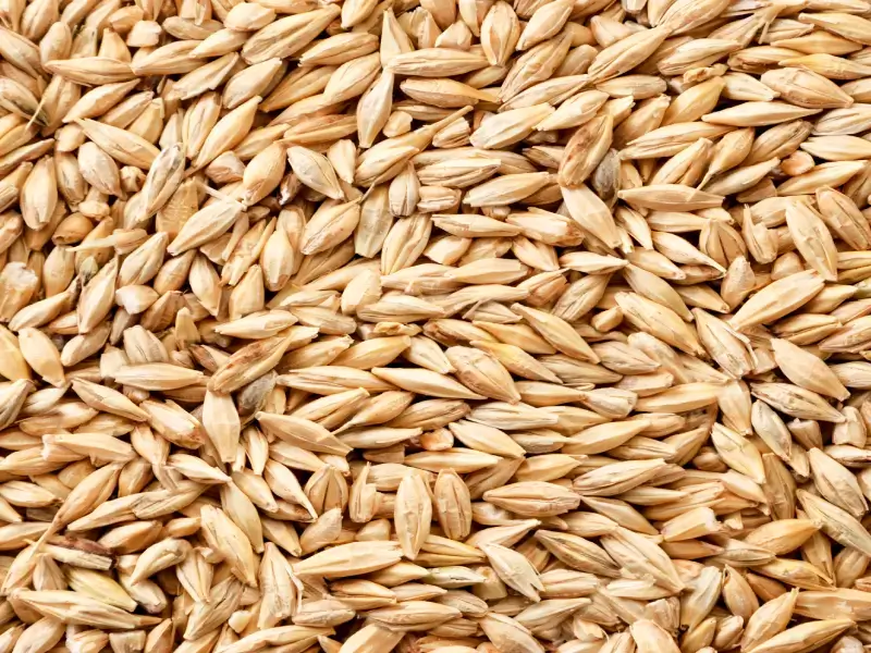 Barley