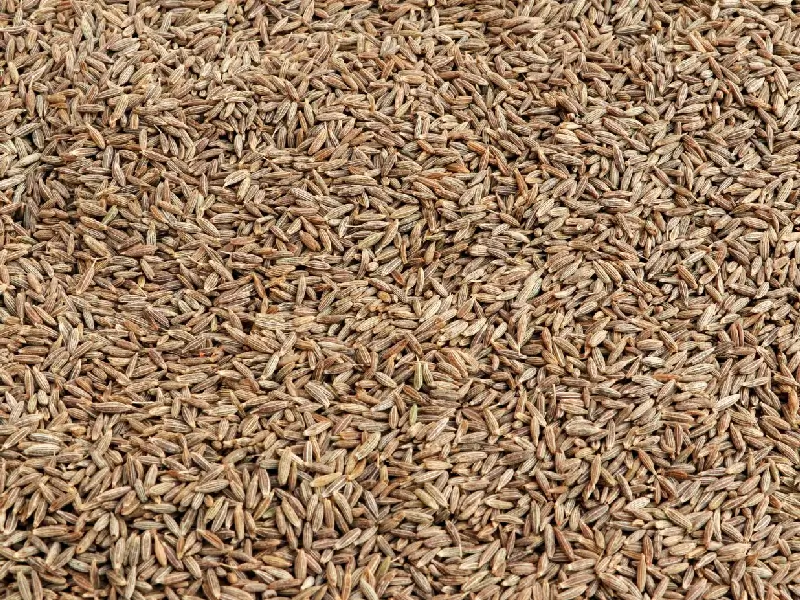 Cumin Seed