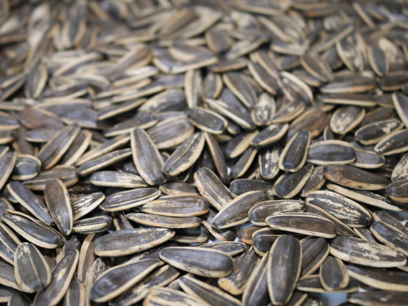 Sunflower Seed